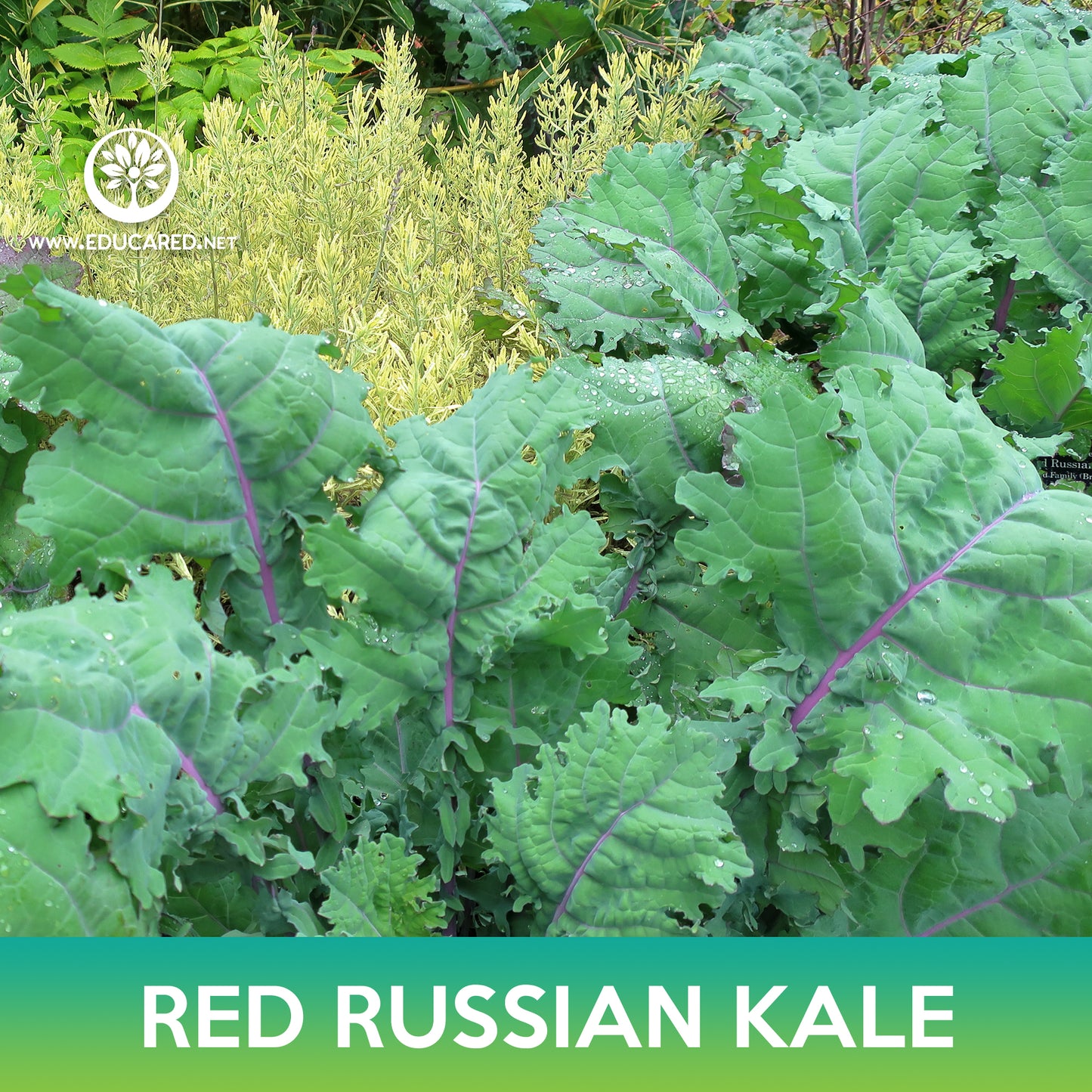 Red Russian Kale Seeds