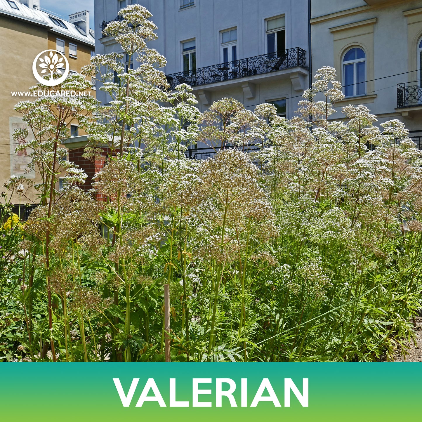 Valerian Seeds, Valeriana officinalis