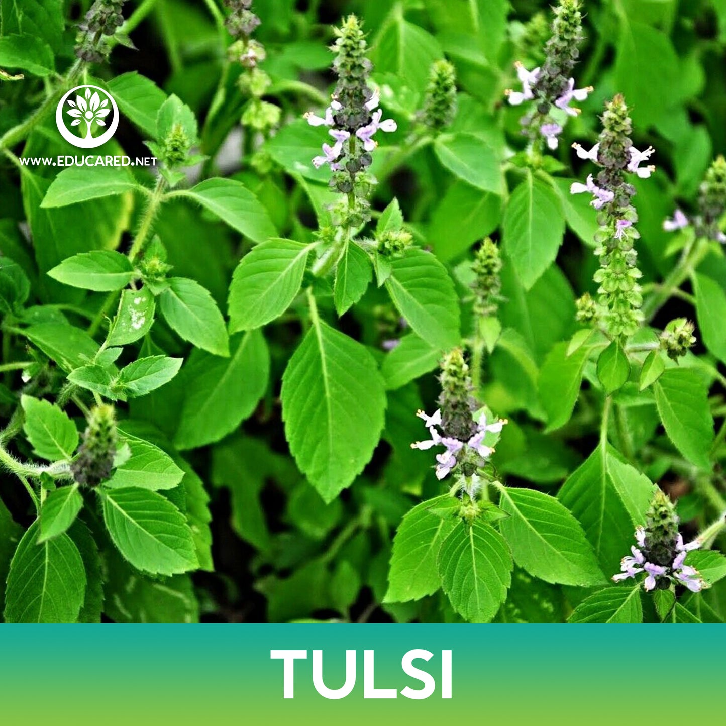 Tulsi Basil Seeds, Holy Basil