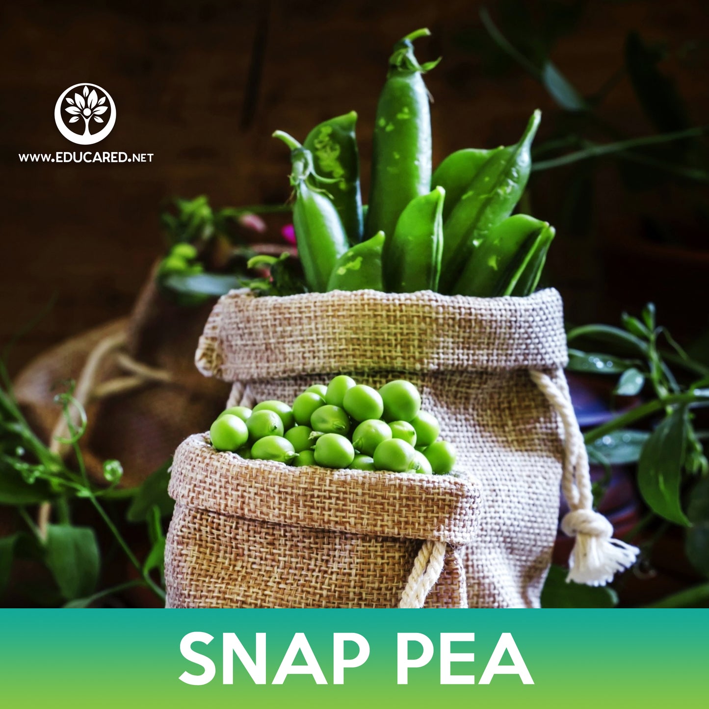 Super Sugar Snap Pea Seeds