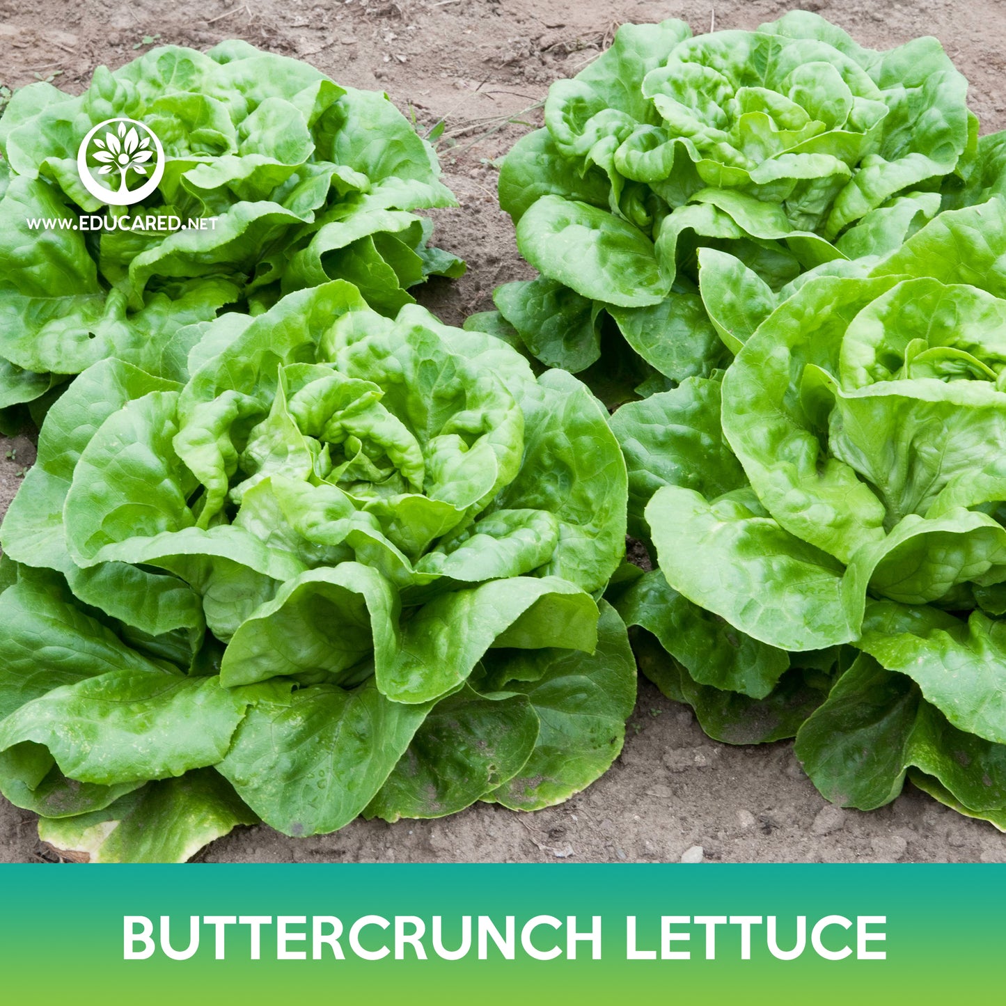 Buttercrunch Lettuce Seeds, Butterhead Lettuce