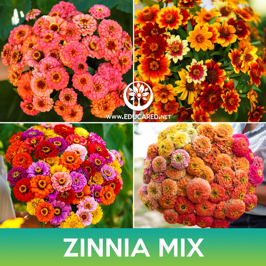 Zinnia Flower Mix Seeds