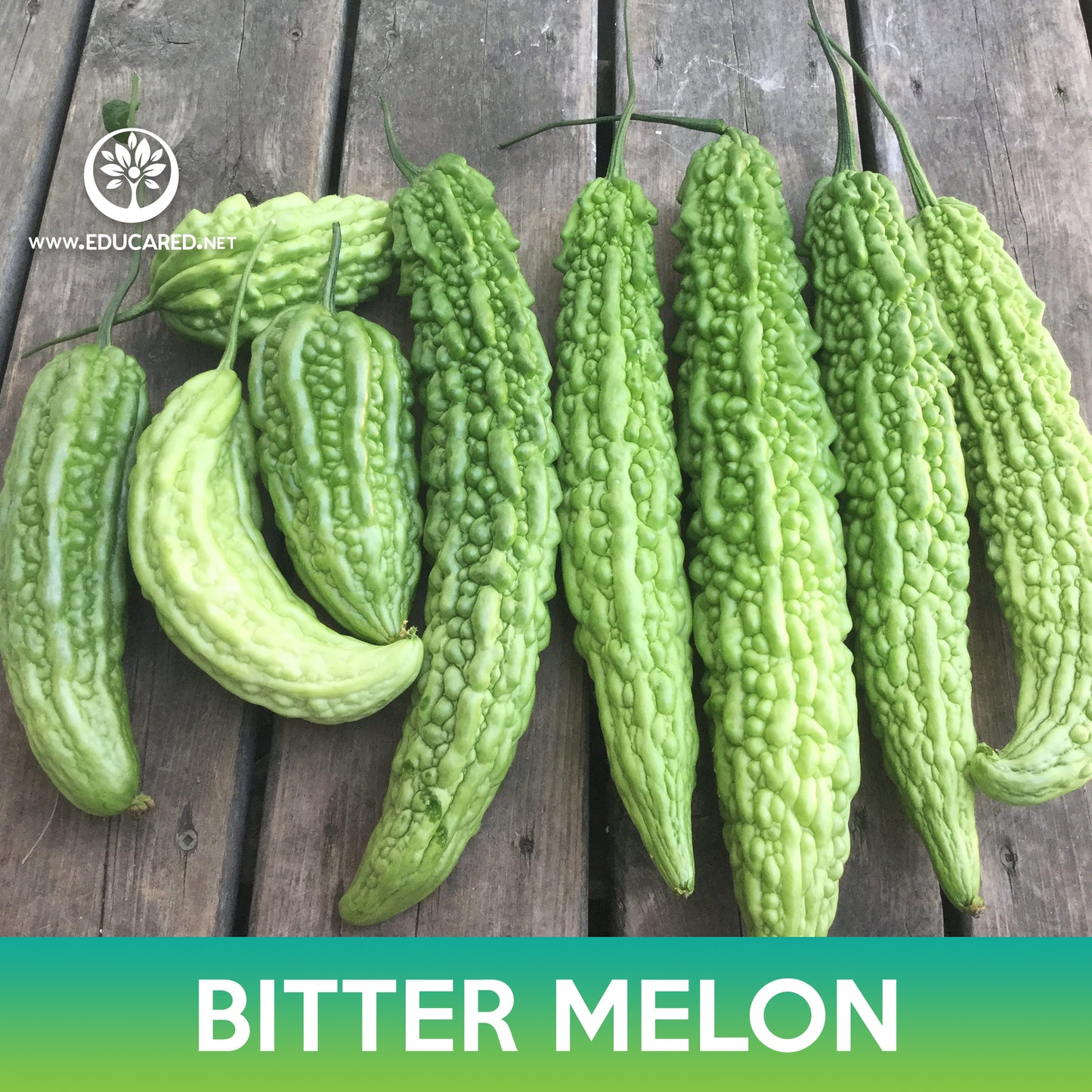 Bitter Melon Tai Guo Hybrid Seeds