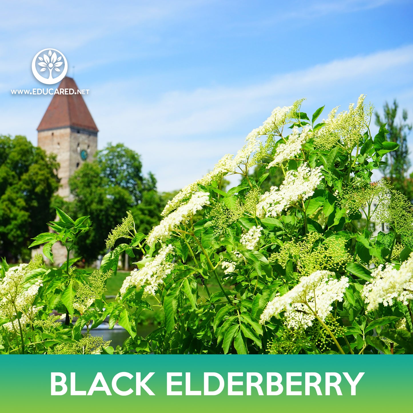 American Black Elderberry Seeds
