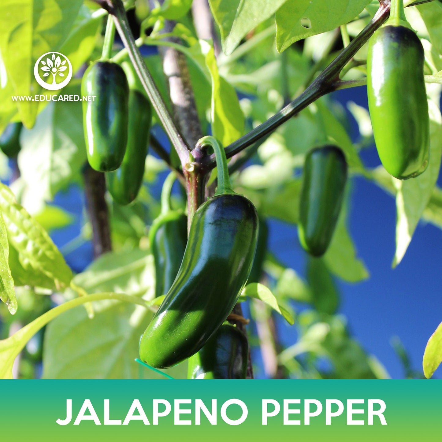 Jalapeno Pepper Seeds