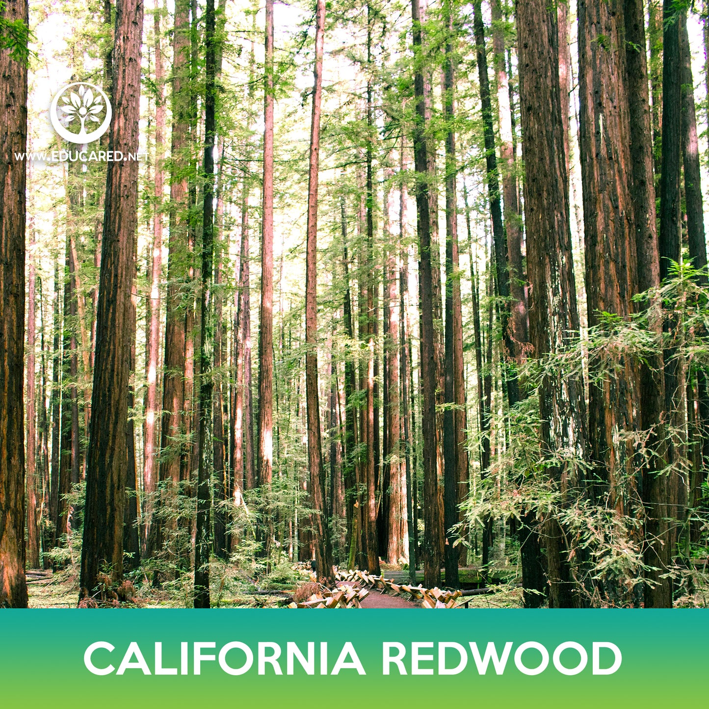 California Redwood Seeds, Coastal Sequoia, Coast Redwood, Sequoia sempervirens