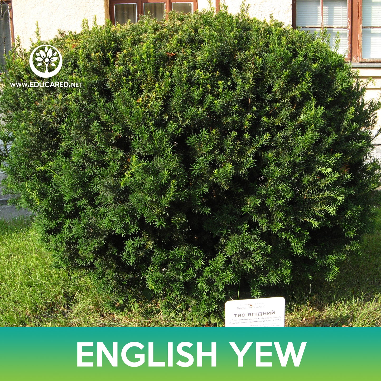 English Yew Tree Seeds, Common Yew