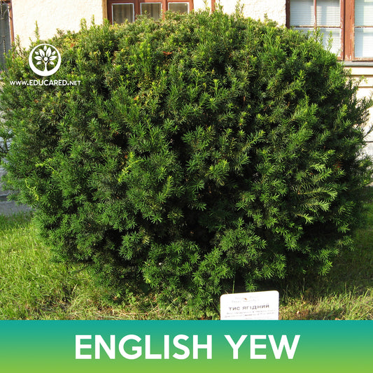English Yew Tree Seeds, Common Yew