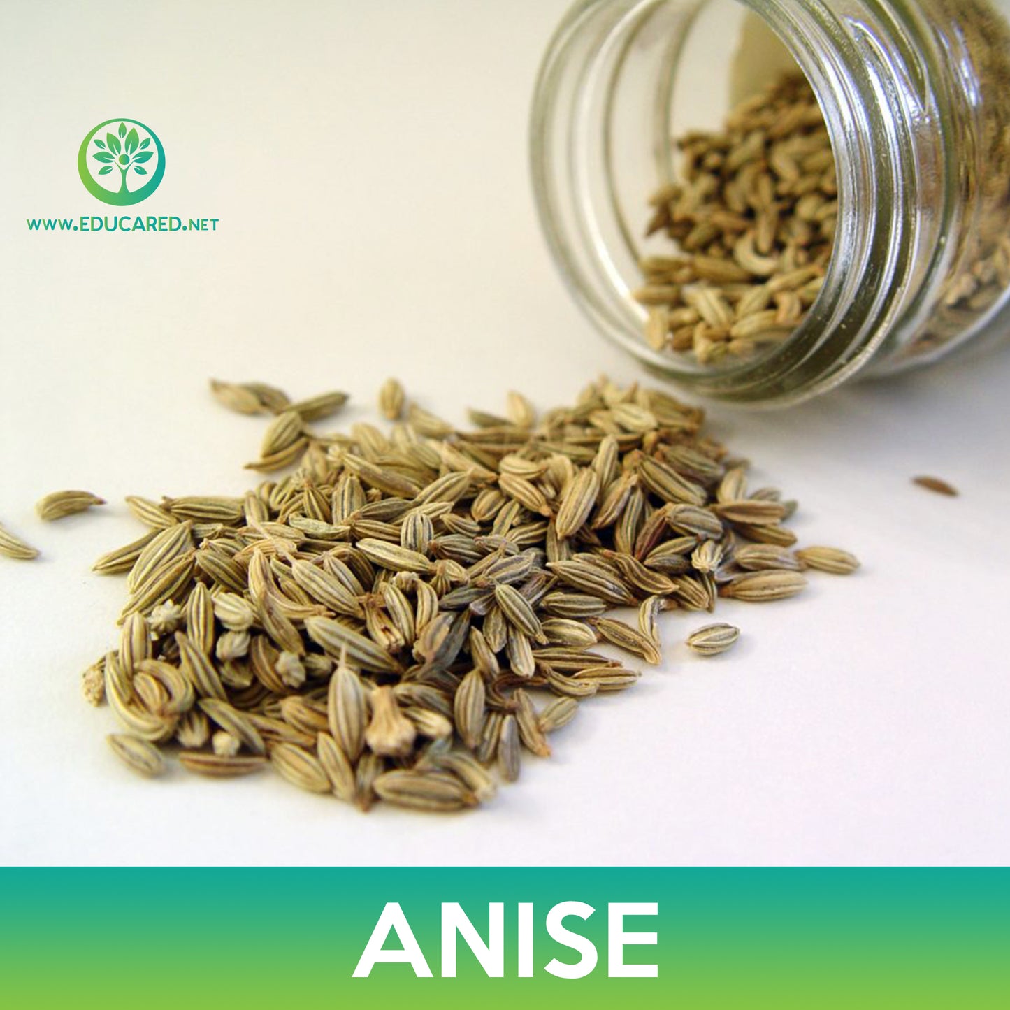 Anise Seeds