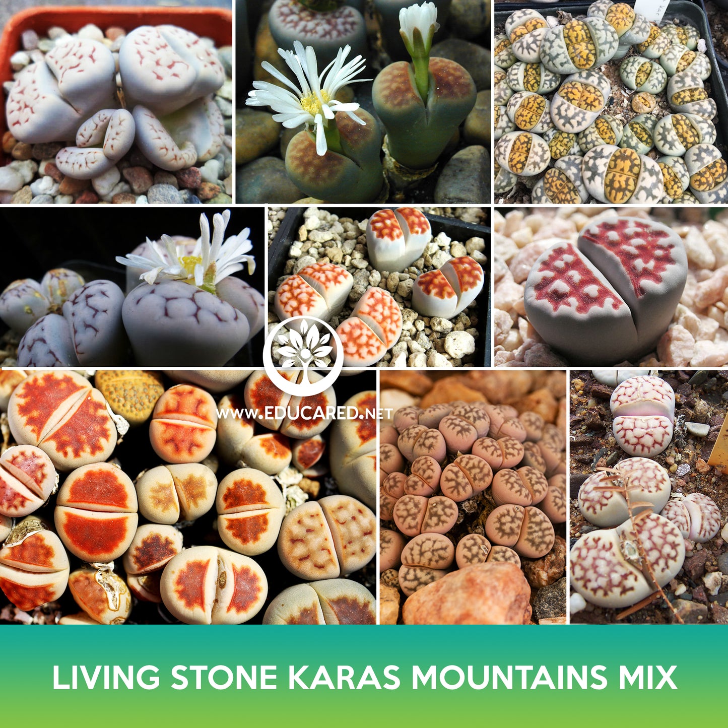 Living Stone Karas Mountains Mix Seeds, Lithops karasmontana