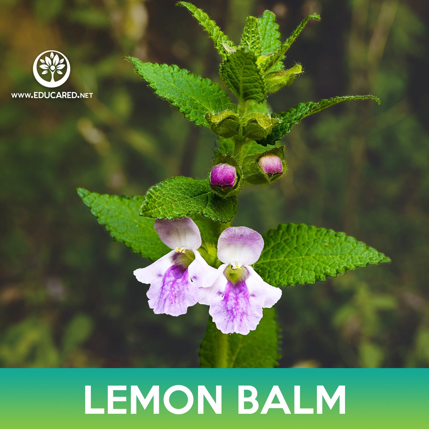 Lemon Balm Seed, Melissa Officinalis