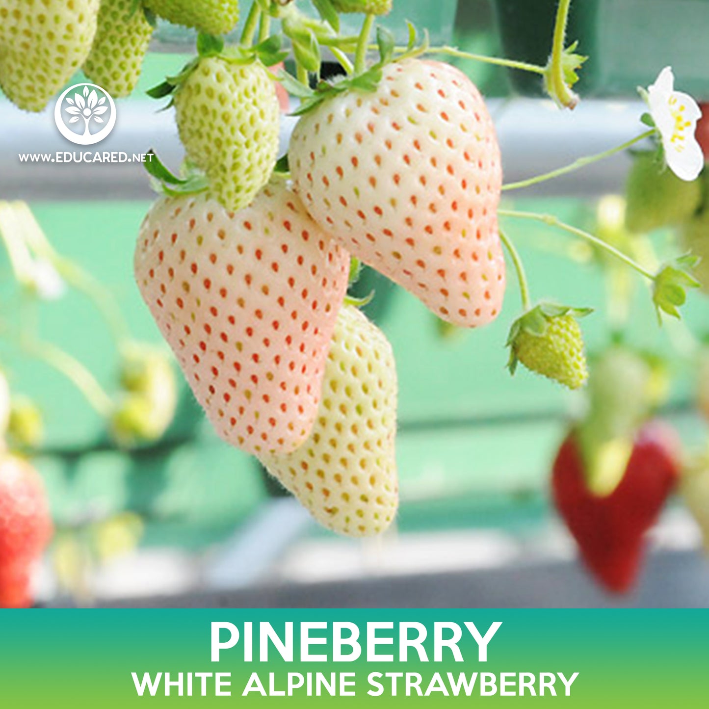 Pineberry Seeds, White Alpine Strawberry