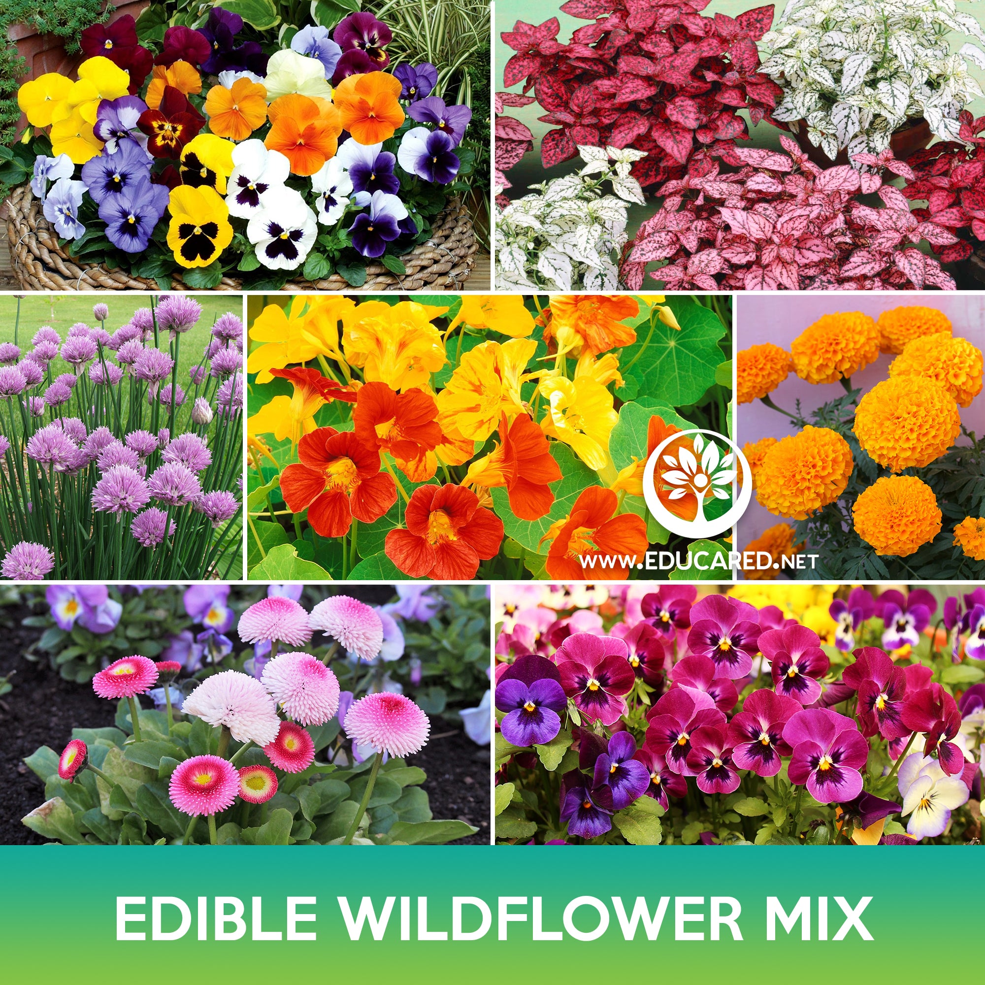 edible wildflower seeds Edible Wildflowers Mix Seeds – Educared
