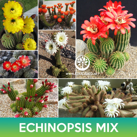 Echinopsis Cactus Mix Seeds