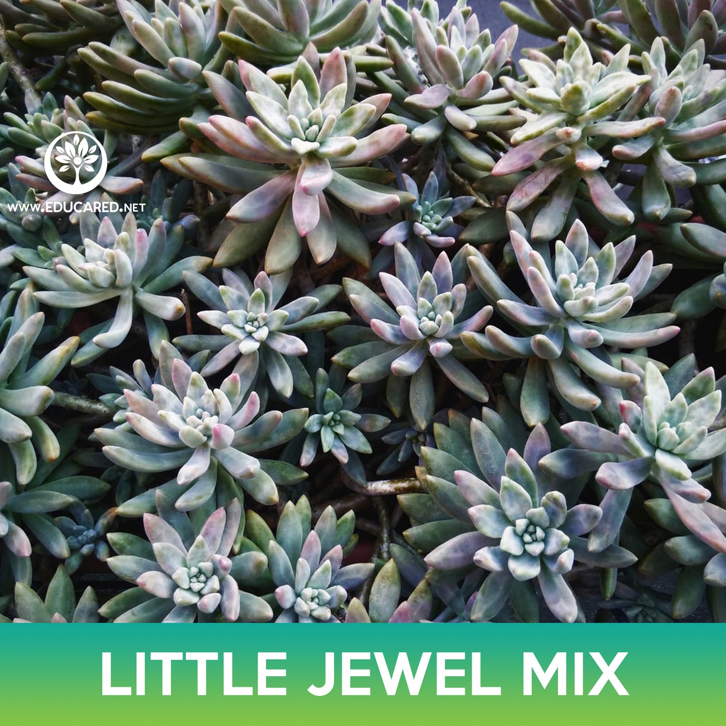 Little Jewel Succulent Seeds (Pachyphytum compactum)