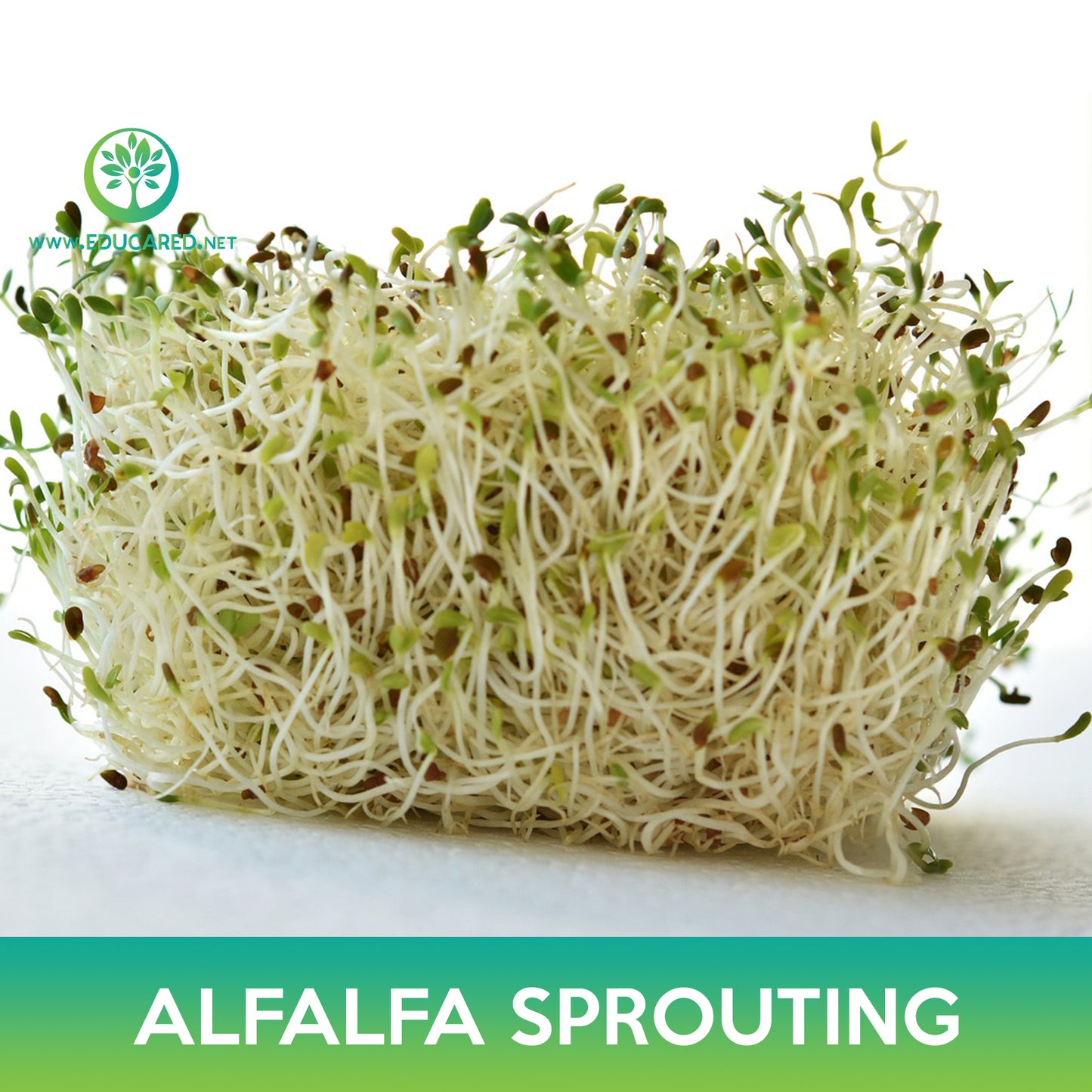 Alfalfa Sprouting Seeds, Medicago sativa