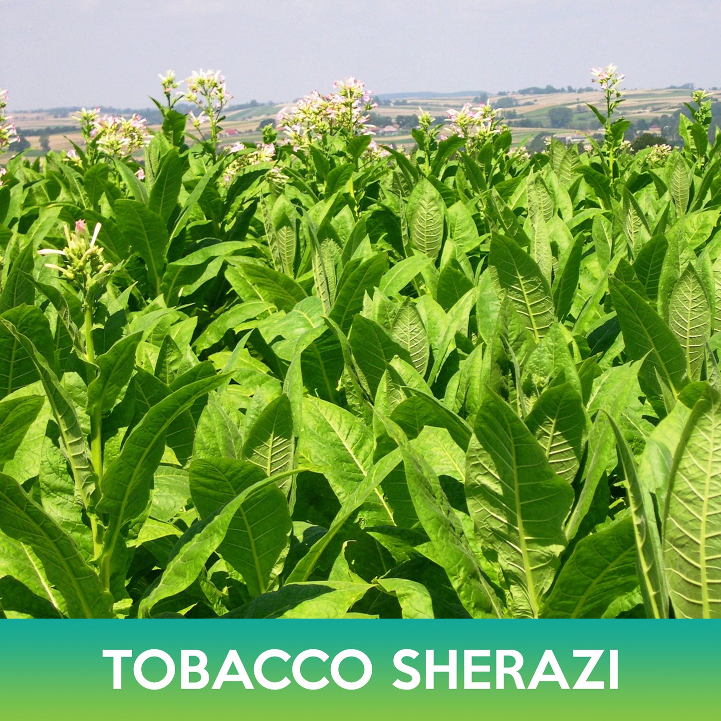 Tobacco Shirazi Seeds