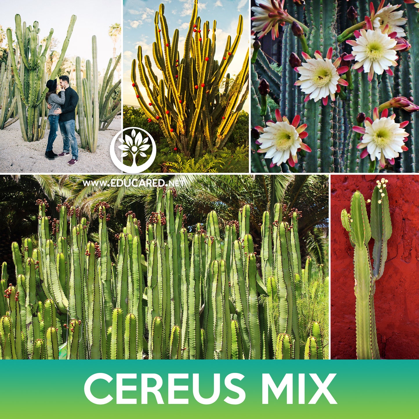 Cereus Cactus Mix Seeds