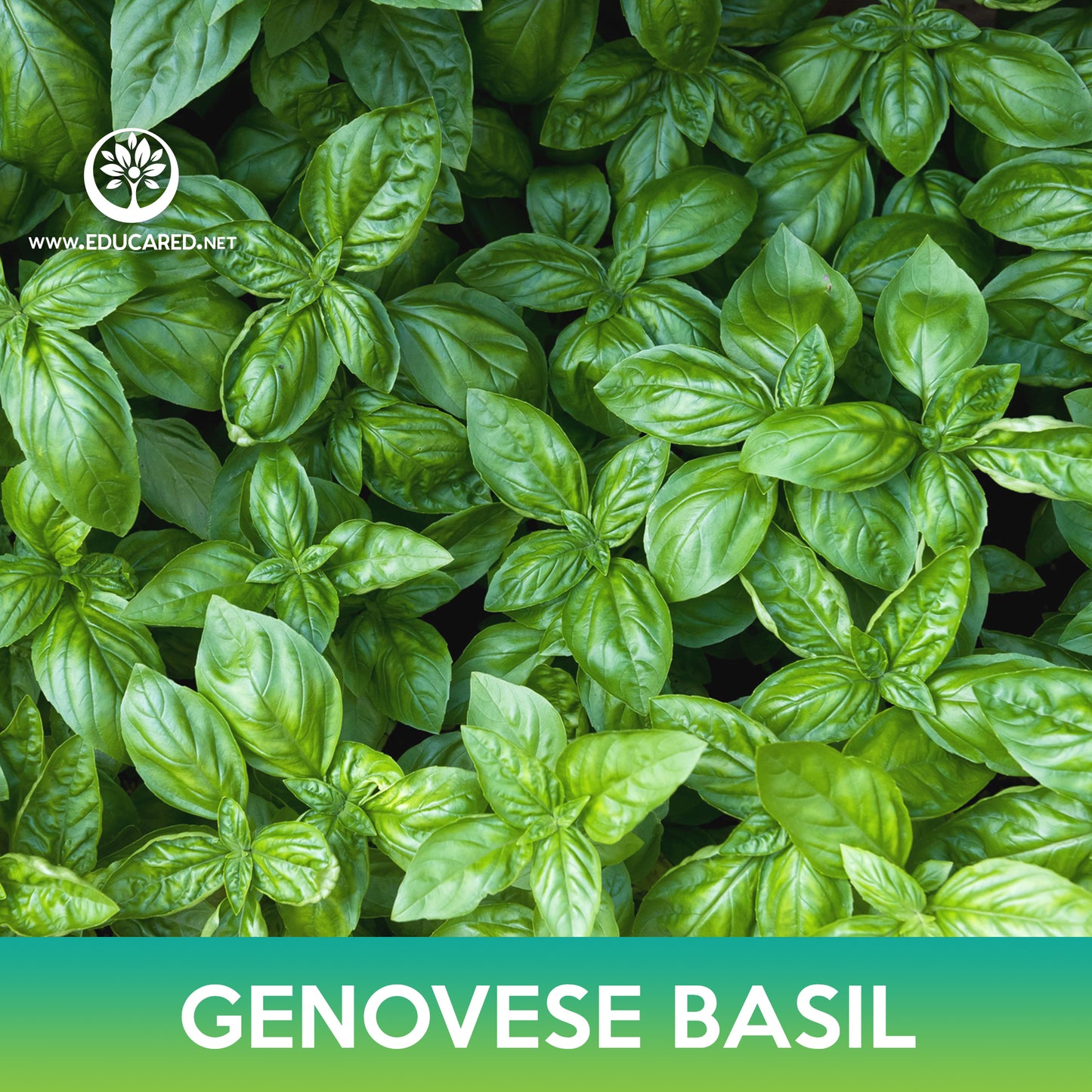 Genovese Basil Seeds