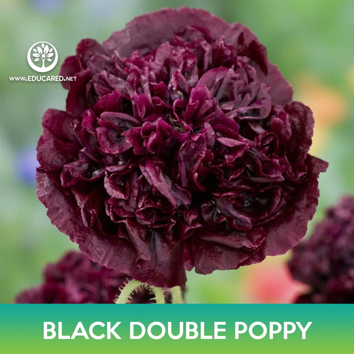 Black Double Poppy Seeds