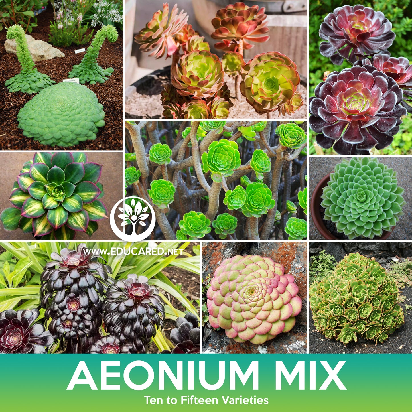 Aeonium Succulent Mix Seeds