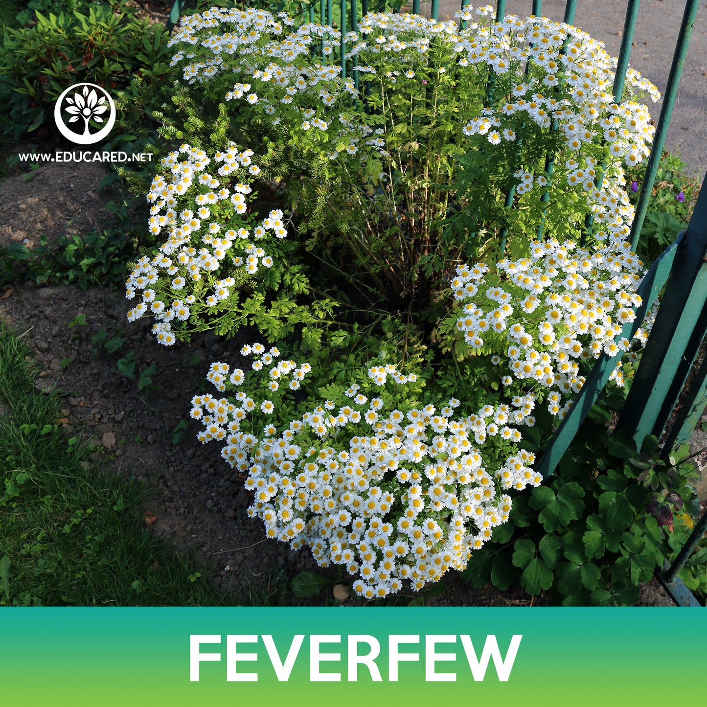 Feverfew Seeds, Tanacetum Parthenium