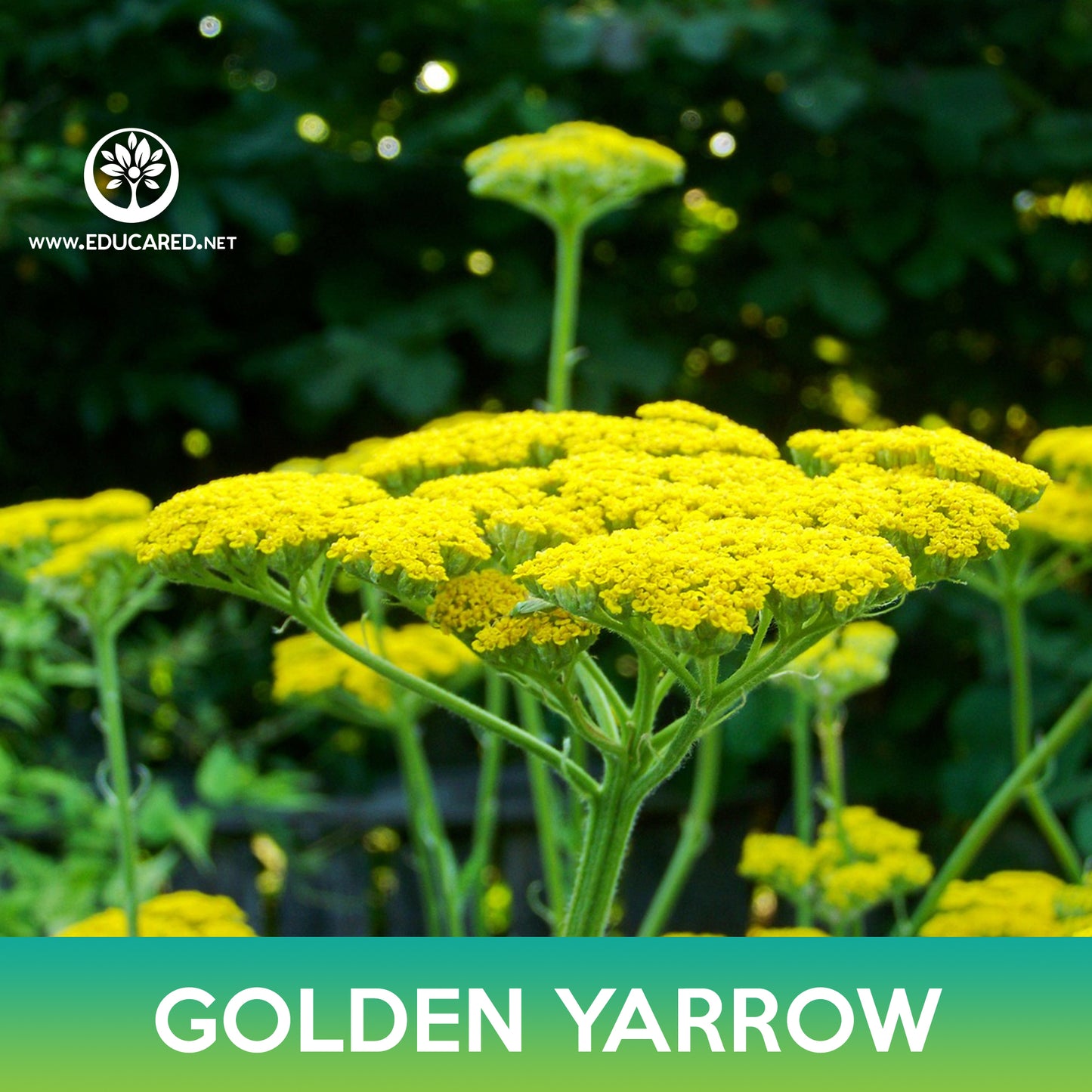 Golden Yarrow Seeds, Achillea filipendulina