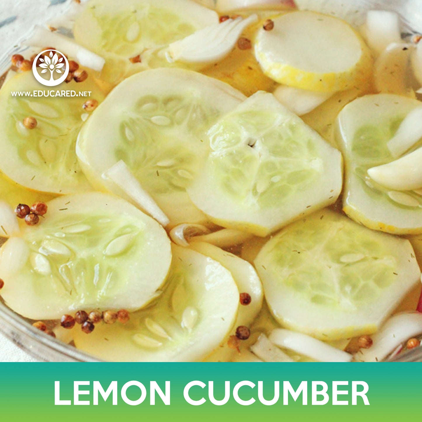 Lemon Cucumber Seeds
