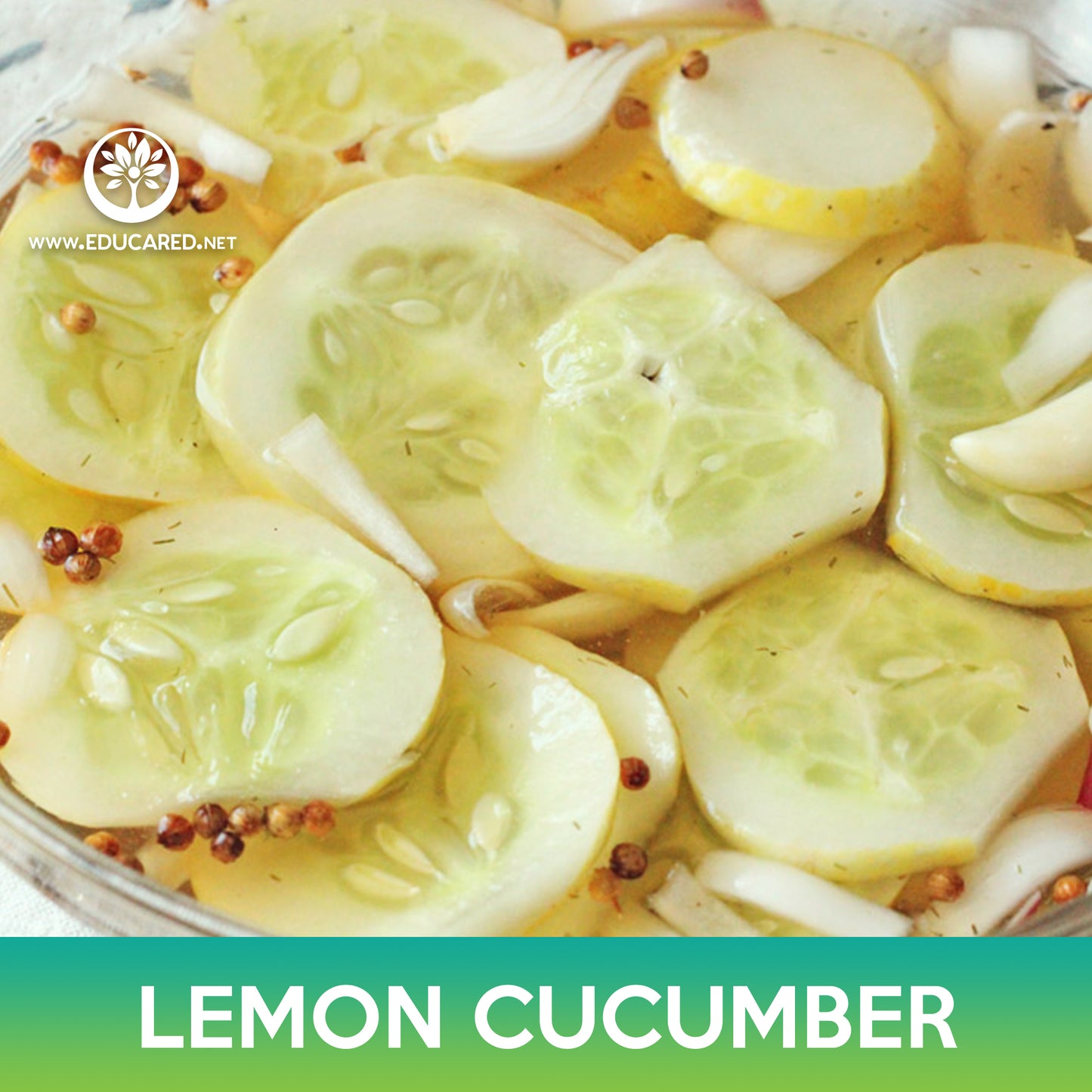 Lemon Cucumber Seed