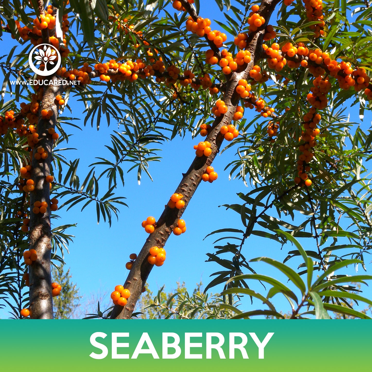 Seaberry Seeds