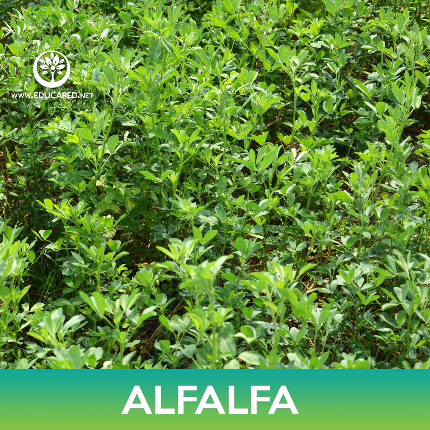 Alfalfa Seeds