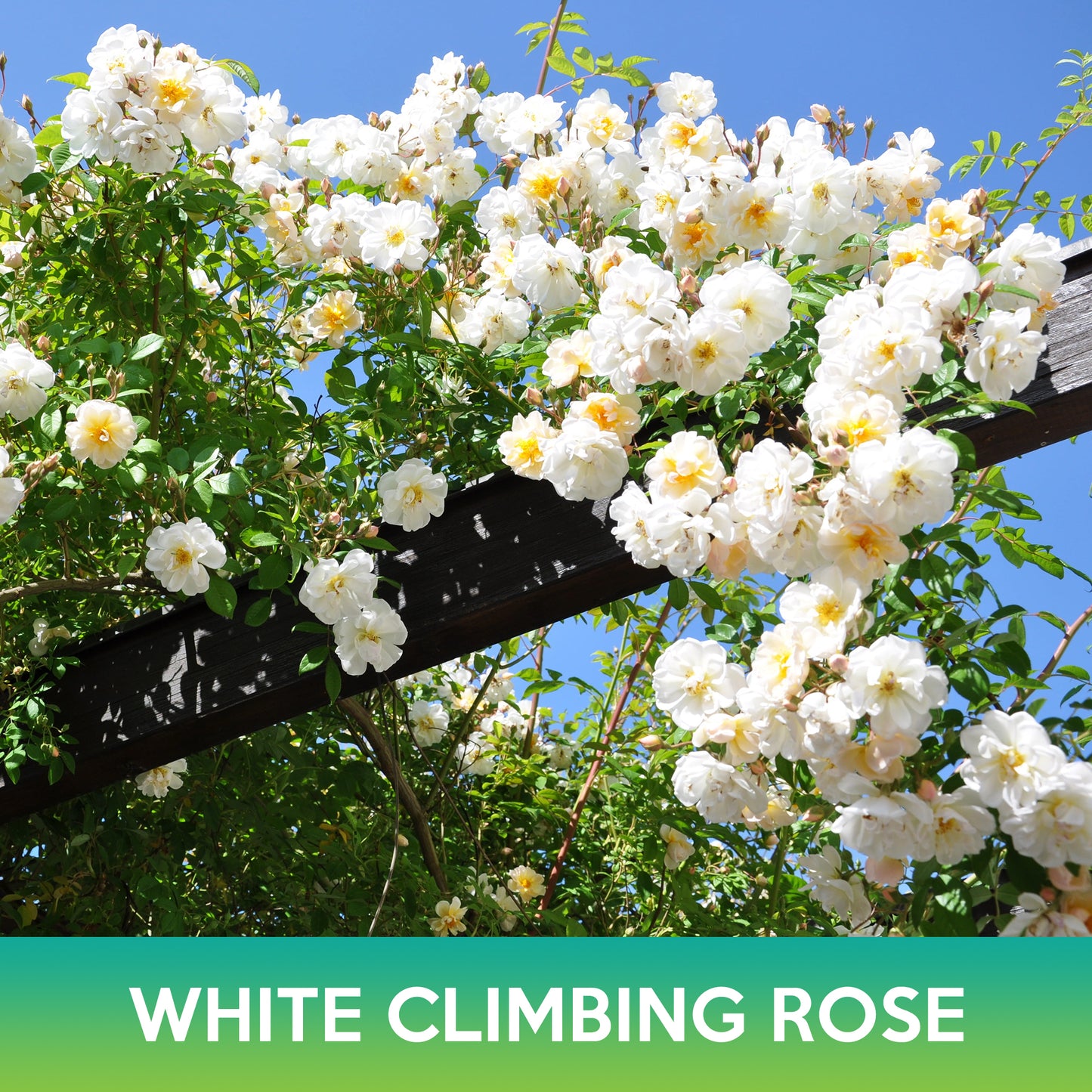 White Climbing Rose Seeds