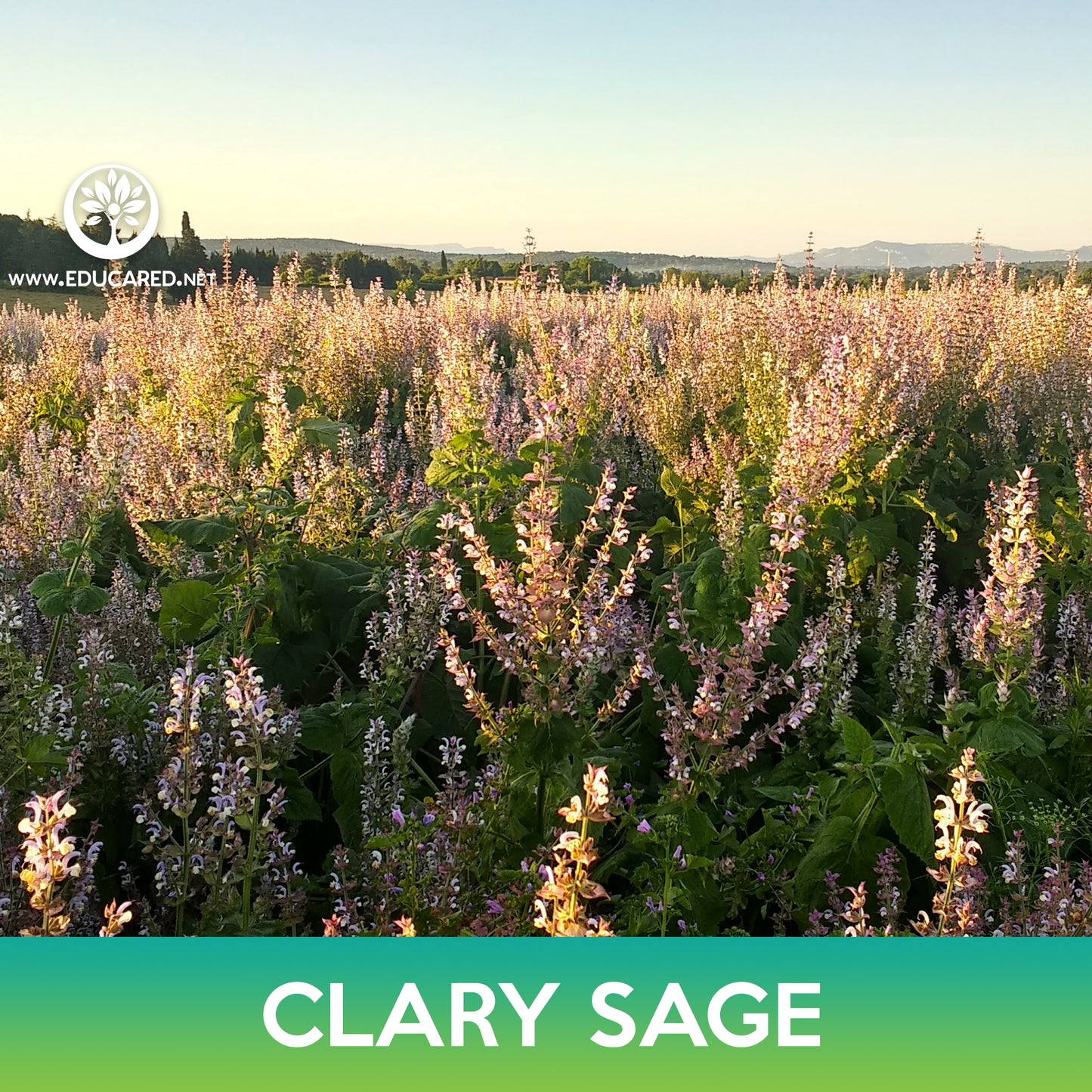 Bluish White Clary Sage Seeds