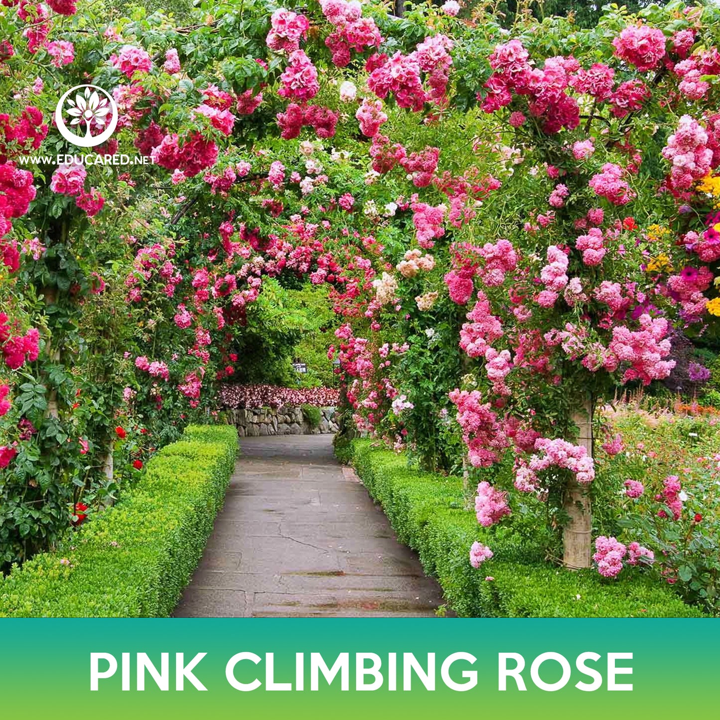 Pink Climbing Rose Seeds