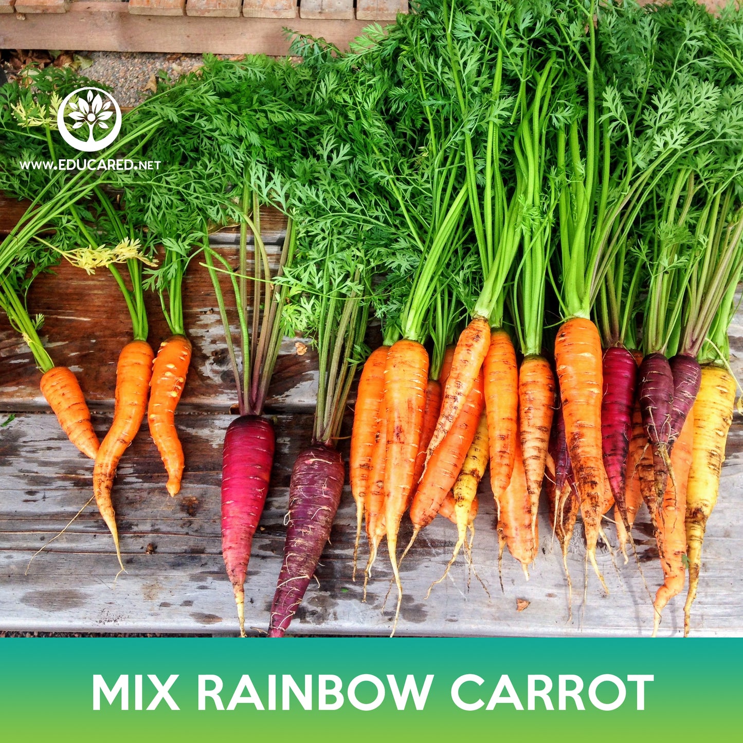 Rainbow Carrot Mix Seeds