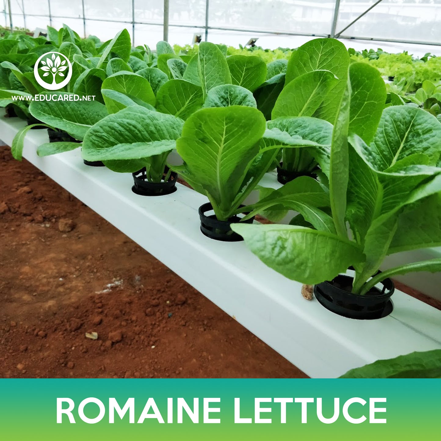 Parris Island Romaine Lettuce Seeds