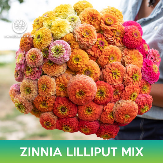 Zinnia Lilliput Mix Seed