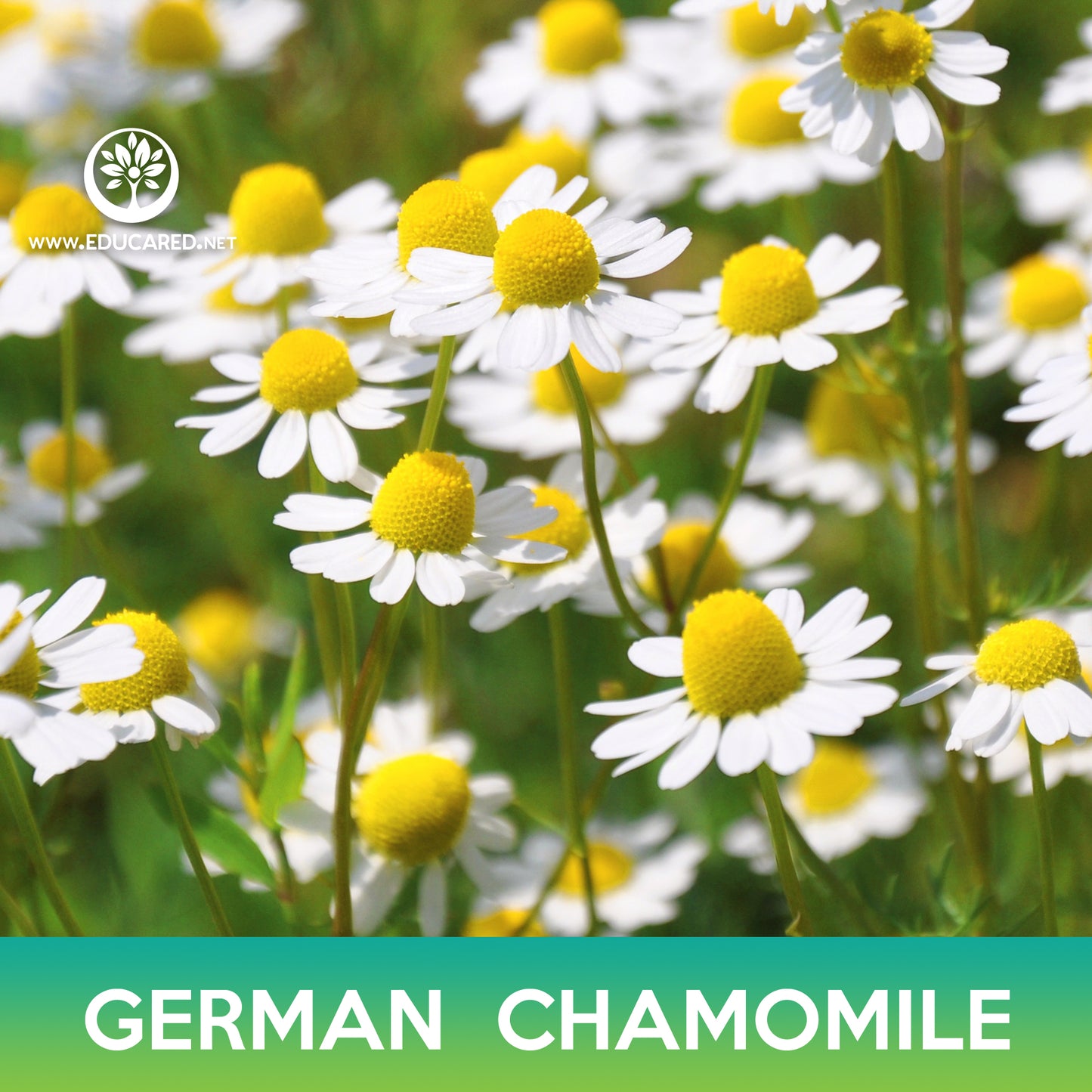 German Chamomile Flower Seeds, Matricaria recutita