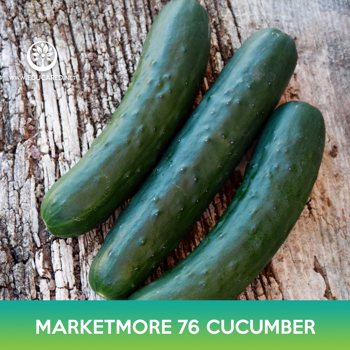Marketmore 76 Cucumber Seed