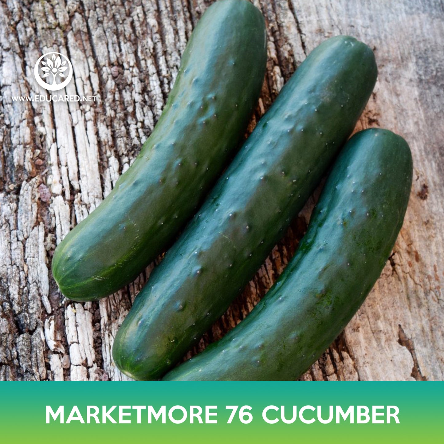 Marketmore 76 Cucumber Seeds