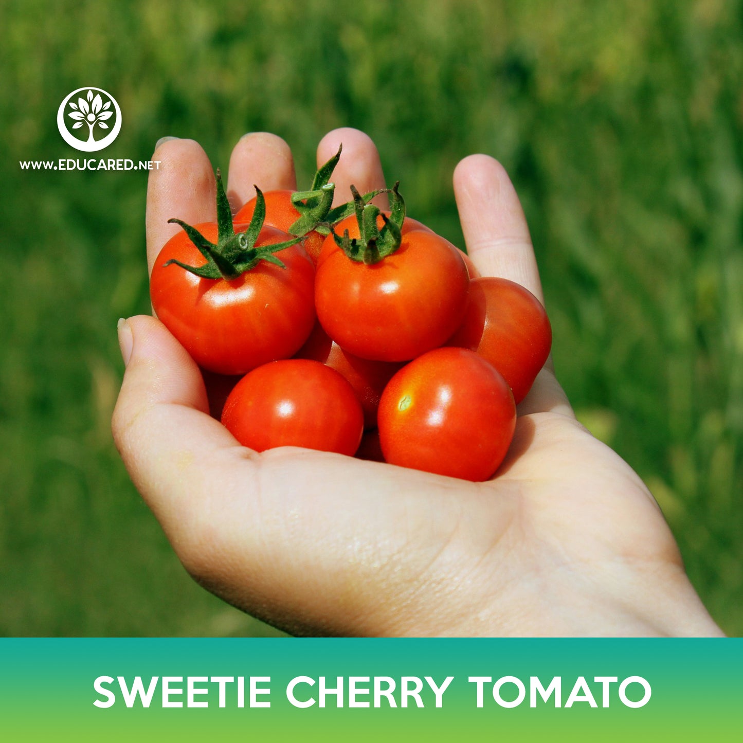 Sweetie Cherry Tomato Seeds