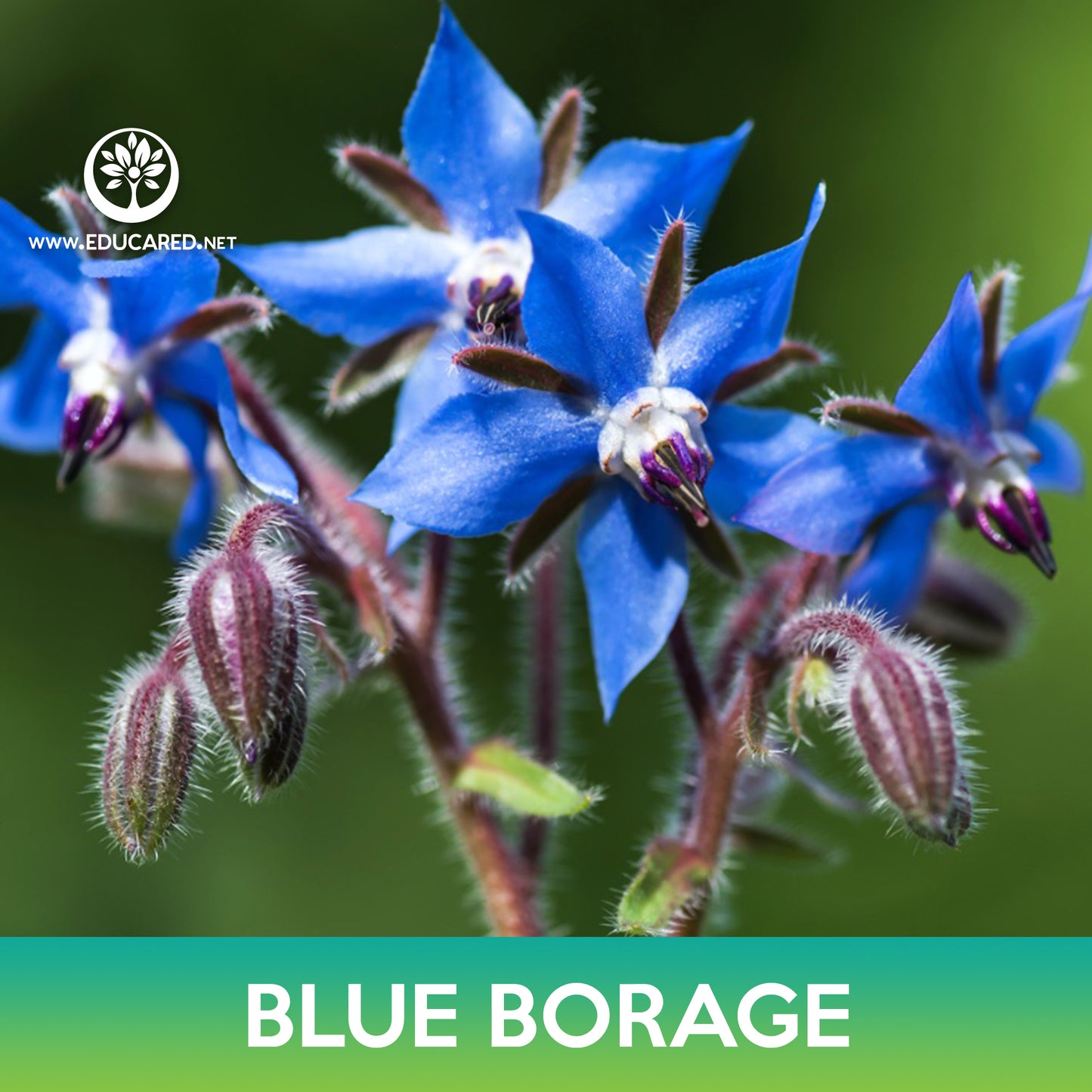 Blue Borage Seeds