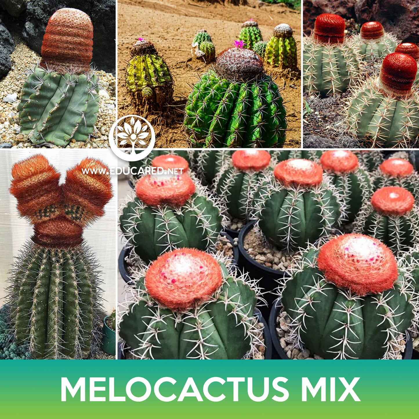 Melocactus Cactus Mix Seeds