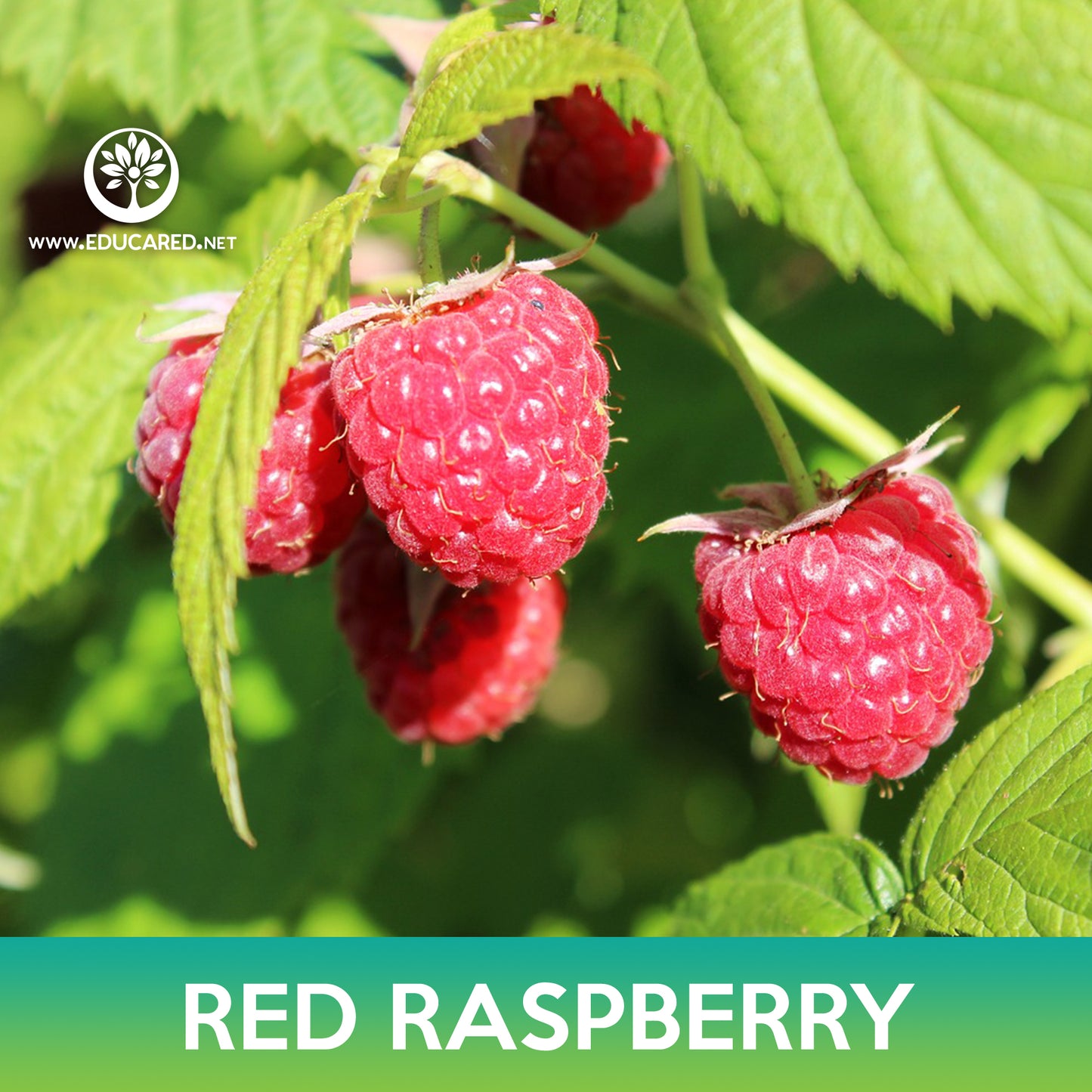 Red Raspberry Seeds