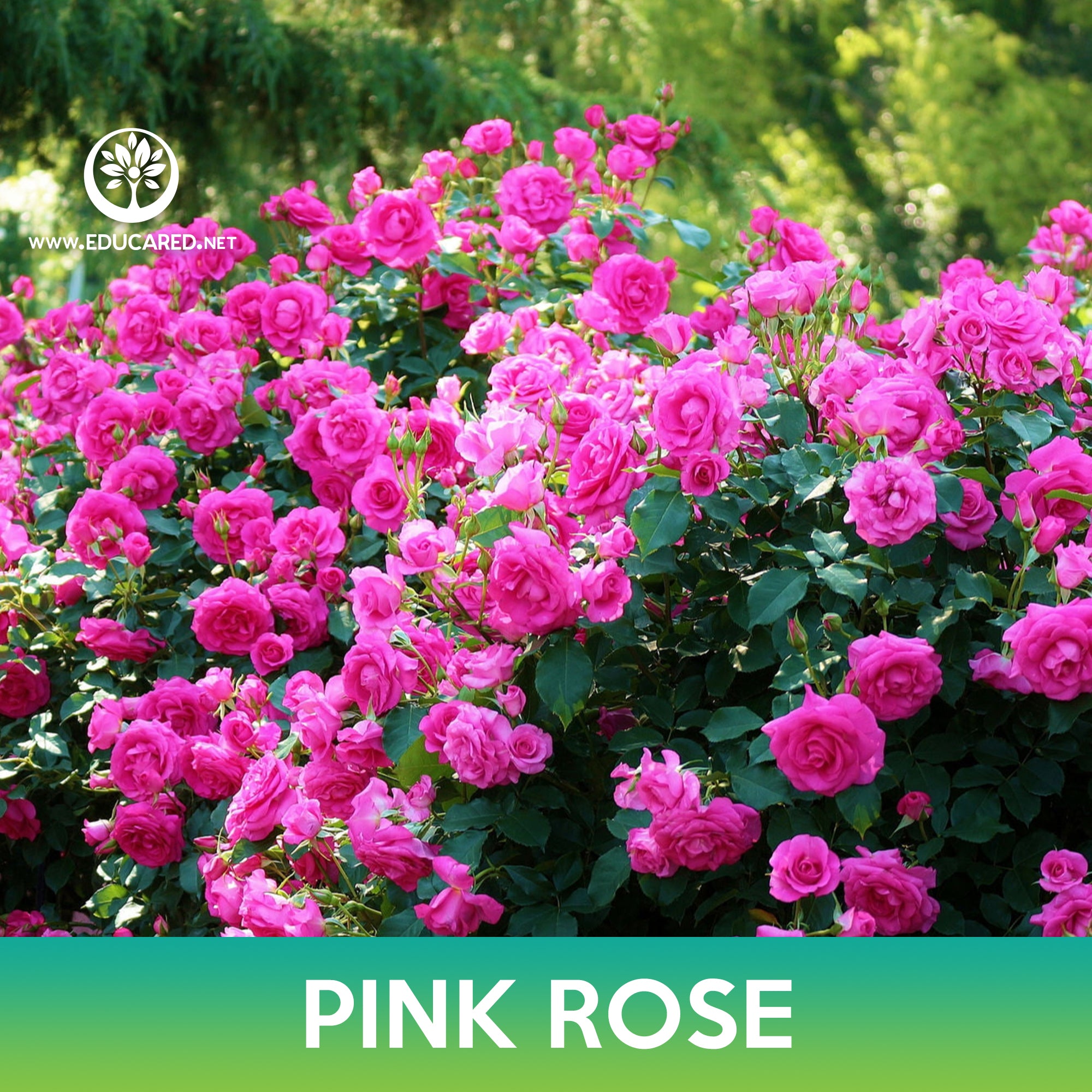pink rose bush seeds Pink Rose Seeds – Educared