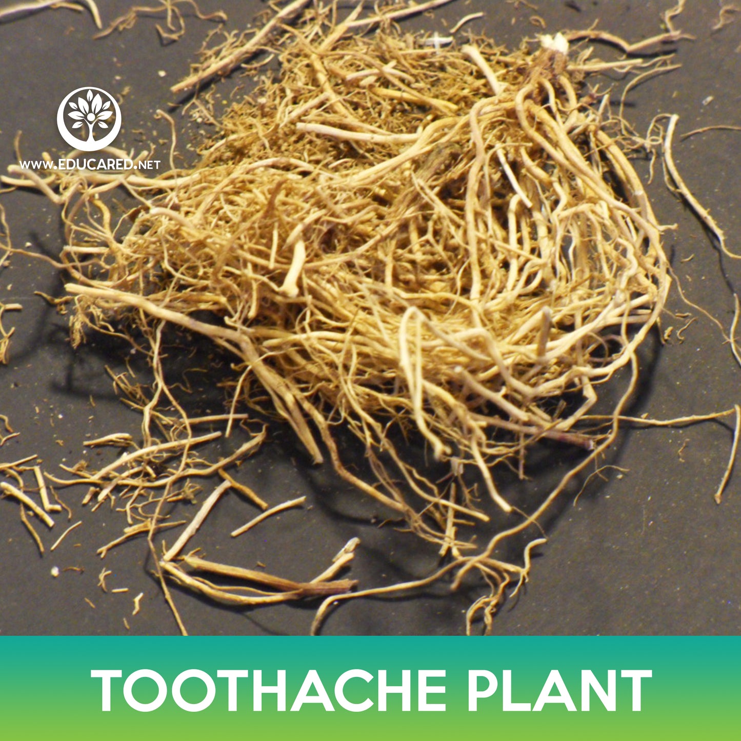 Toothache Plant Seeds, Eyeball Plant