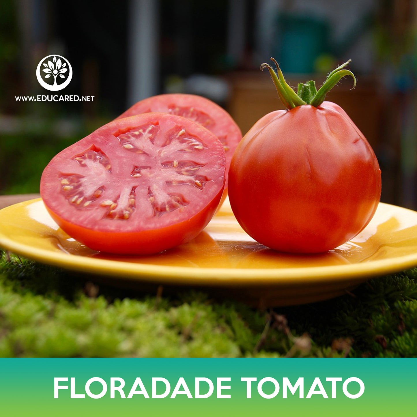 Floradade Tomato Seeds
