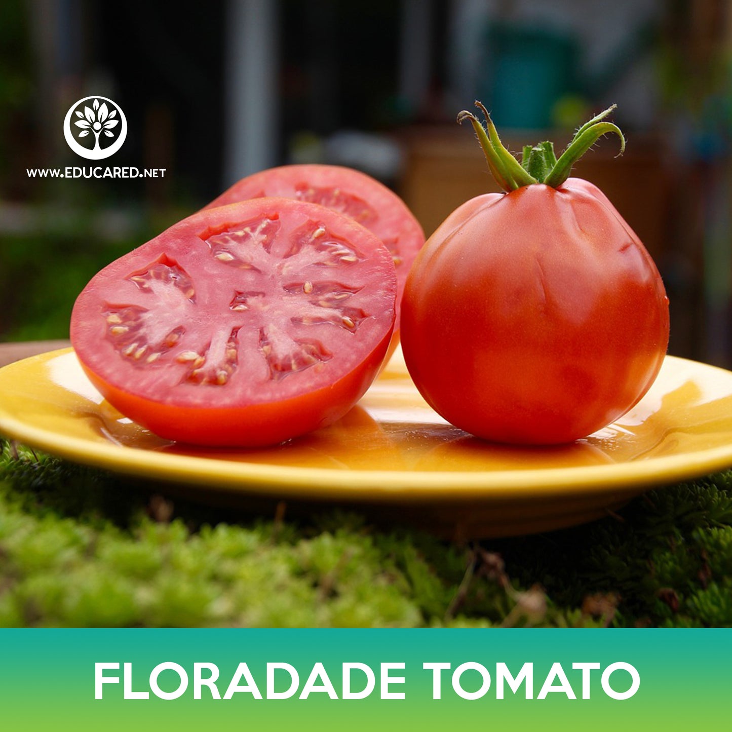 Floradade Tomato Seed