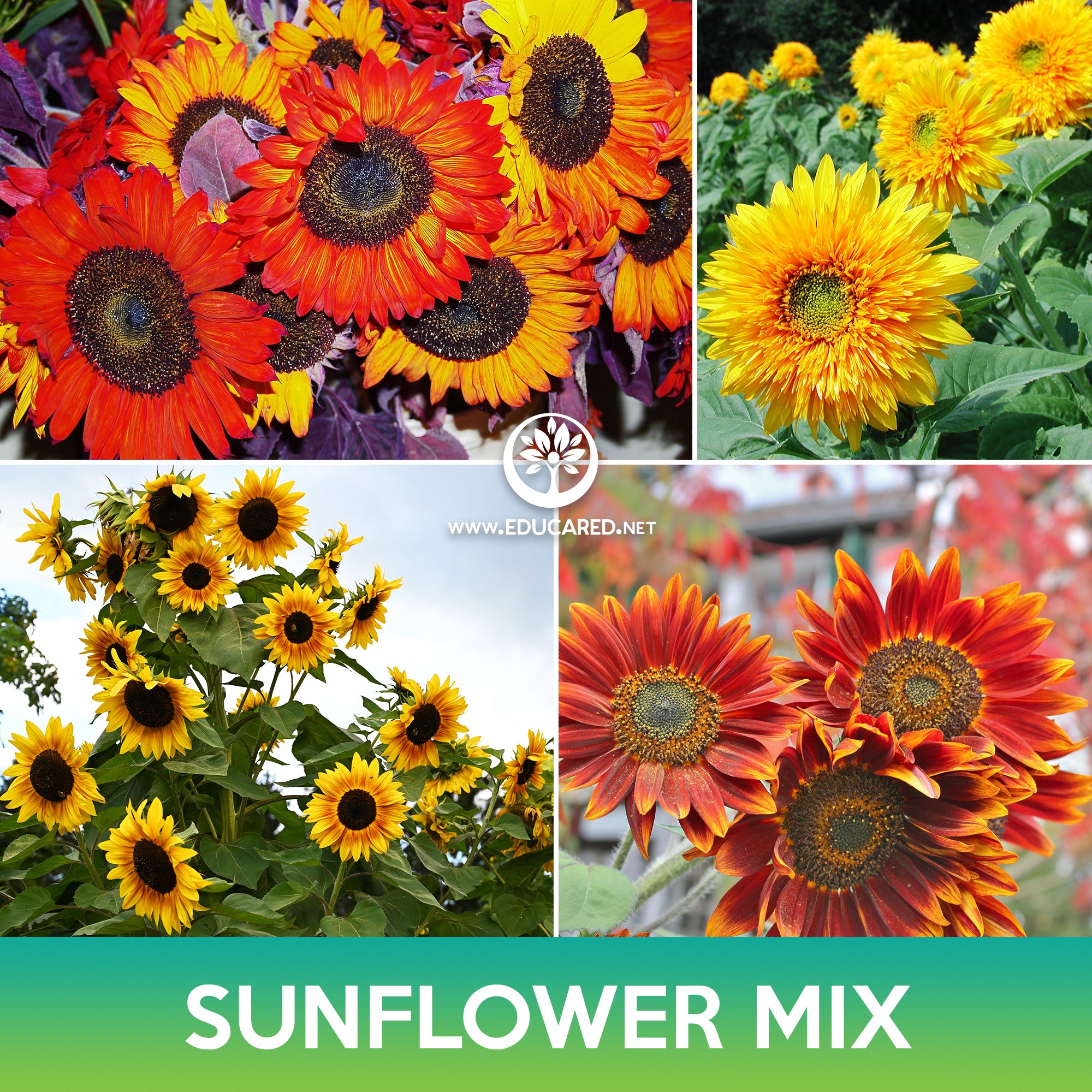sunflower potting mix Sunflower Mix Seeds – Educared