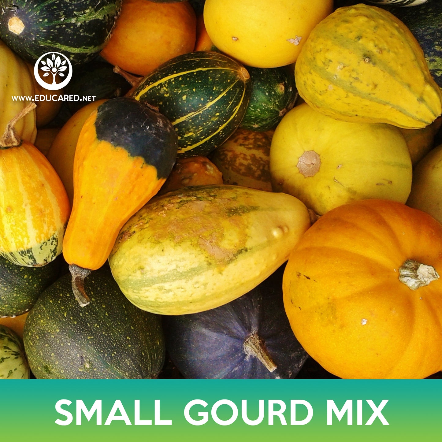 Small Gourd Mix Seeds